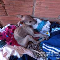 PMA de Três Lagoas autua mulher em R$ 4.000,00 por maus-tratos ao se mudar e deixar cinco cachorros e galinhas sem alimento e água com morte de um cachorro e dois galos