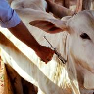 Na Terra do Rei do Gado produtores rurais devem vacinar contra a aftosa até o dia 30