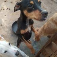 Cães são encontrados em situação de maus-tratos no Jardim Bandeirantes em Andradina
