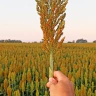 Birigui está entre os três maiores produtores de sorgo do Estado de São Paulo, diz IBGE