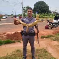 POLICIAIS MILITARES CAPTURAM JACARÉ EM CASTILHO
