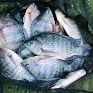 Prefeitura de Andradina já instalou mais de 90 tanques para criação de peixes