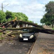 Árvore cai sobre carro estacionado na Praça do Teodoro em Andradina