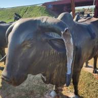 Monumento ao “Rei do Gado” é depredado por criminosos em Andradina