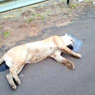 Onça parda macho morre atropelado em acesso à Murutinga do Sul