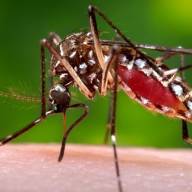 Três Lagoas registra aumento de 15% nas notificações e confirma casos de dengue tipo 3