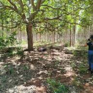 Corpo é encontrado decapitado no Distrito de Arapuá e Polícia Civil de Três Lagoas tenta identificar vítima