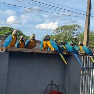 Araras Urbanas: a beleza e a importância da preservação em Mirandópolis