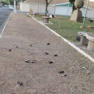 Descarga elétrica é a causa mais provável da morte de andorinhas em Andradina
