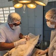 RESPEITO AOS ANIMAIS: Zoonoses de Andradina já castrou 5 mil gatos desde 2021