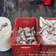 Polícia Ambiental autua pescador por pesca ilegal durante período de defeso em Pereira Barreto