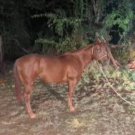 POLÍCIA MILITAR RECUPERA CAVALO FURTADO NA PRAIA MUNICIPAL DE ITAPURA