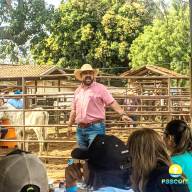 Sucesso total o leilão de gado em prol da Paróquia São José, em Castilho