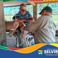 Selvíria já vacinou mais de 1,3 mil cães e gatos contra a raiva; Campanha continua 