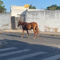 Prefeitura explica como funciona o processo de apreensão de animais soltos nas ruas de Três Lagoas