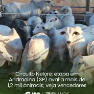 Circuito Nelore de Qualidade: etapa em Andradina avalia 1.241 animais