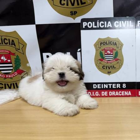 DESFECHO FELIZ: POLÍCIA CIVIL LOCALIZA FILHOTE DE SHIH-TZU DESAPARECIDO EM DRACENA 