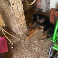 Prefeitura de Três Lagoas e Polícia atuam em conjunto no resgate de animal vítima de maus-tratos no Jardim Itamarati 