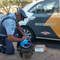 Polícia Ambiental captura cobra de quase 2 metros na praça central de Castilho