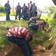 Polícia Militar Ambiental surpreende 52 indivíduos praticando a briga de galo em assentamento de Araçatuba