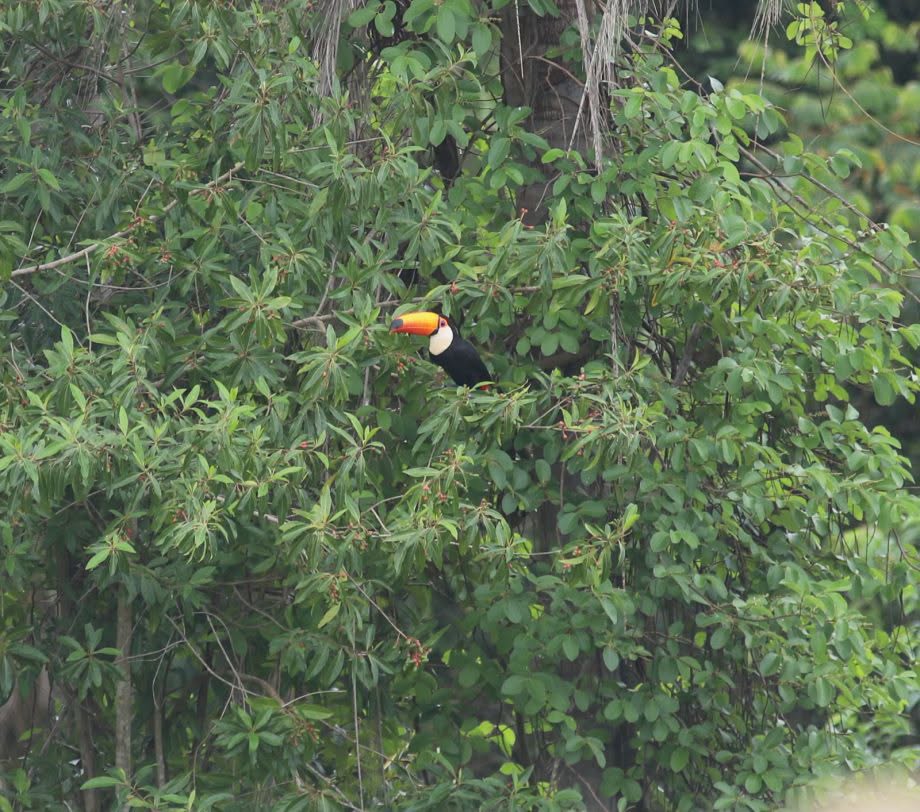 Três Lagoas entra na rota do ecoturismo internacional ao mapear aves no Parque do Pombo