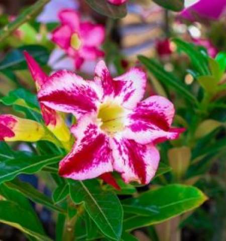 Três Lagoas terá feira de orquídeas e rosas do deserto