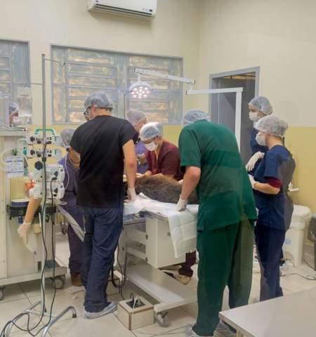 Queixada do zoológico de Araçatuba passa por cirurgia de emergência, apresenta rápida recuperação e passa bem