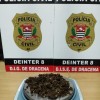 POLÍCIA CIVIL APREENDE PORÇÃO DE MACONHA APÓS INVESTIGAÇÃO DE DENÚNCIA ANÔNIMA EM DRACENA
