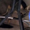 Raposa invade residência no bairro Vila Rica em Andradina e surpreende moradores ao acordarem