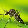 Andradina está em ofensiva contra a Dengue
