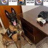 APOIO DO CANIL 12° BAEP NO MUNICÍPIO DE BARBOSA RESULTA NA LOCALIZAÇÃO DE MEIO TIJOLO DE MACONHA