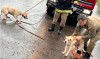 Bombeiros resgatam dois cães de fossa de cinco metros em Três Lagoas