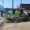 PREFEITURA  DE ANDRADINA PRETENDE LEILOAR ANIMAIS APREENDIDOS