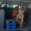 8º BAEP de Prudente com apoio de cão de faro prendeu morador com 13 tijolos de maconha e 32 pedras de crack, alvo de combate ao crime Vila Santa Tereza