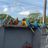 Araras Urbanas: a beleza e a importância da preservação em Mirandópolis