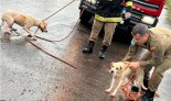 Bombeiros resgatam dois cães de fossa de cinco metros em Três Lagoas