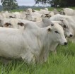 Polícia Civil de Valparaíso investiga furto de 20 vacas nelore da fazenda Figueira