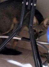 Raposa invade residência no bairro Vila Rica em Andradina e surpreende moradores ao acordarem