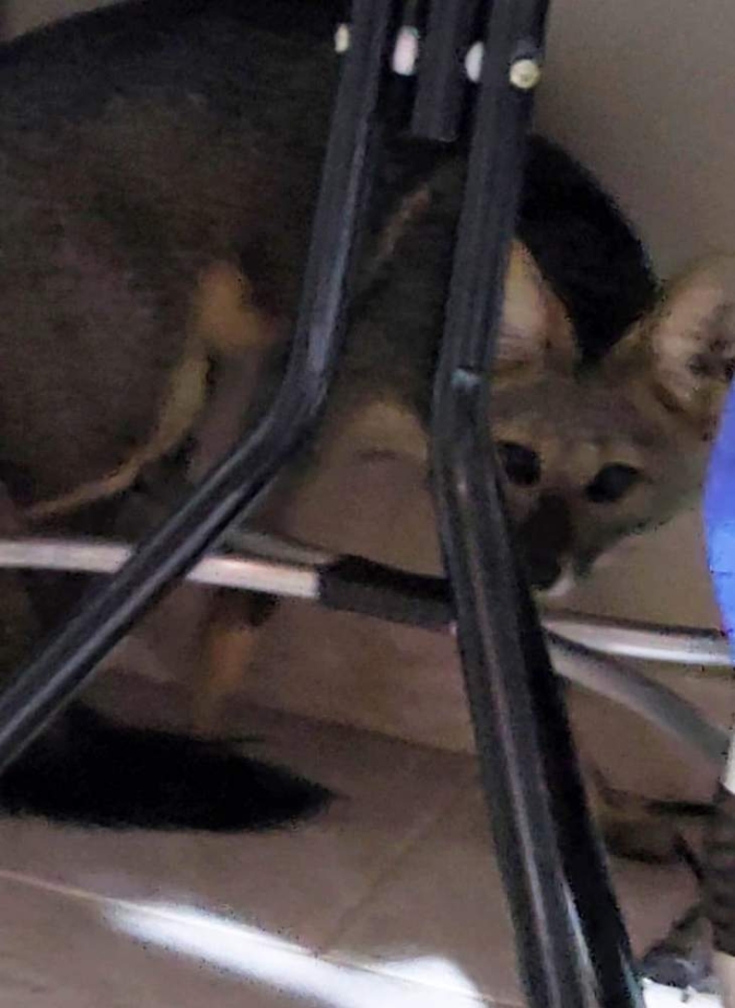 Raposa invade residência no bairro Vila Rica em Andradina e surpreende moradores ao acordarem