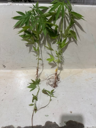 FORÇA TÁTICA DE ANDRADINA SURPREENDE HOMEM CULTIVANDO MACONHA EM RESIDÊNCIA NO PARQUE SÃO GABRIEL