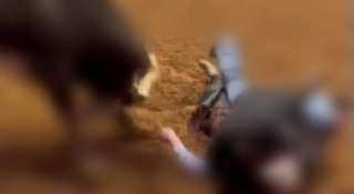 Homem morre ao ser pisoteado por gado em sítio no Assentamento Cafeeira em Castilho