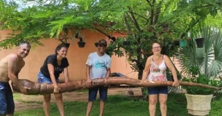 MANDIOCA DE 4 METROS É COLHIDA EM PROPRIEDADE DE DRACENA