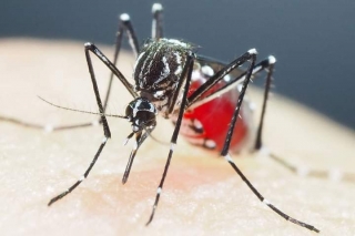 BRASIL ENFRENTA MAIOR EPIDEMIA DE DENGUE. SITUAÇÃO SOB CONTROLE EM ANDRADINA