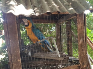 Polícia Ambiental multa morador de Guaraçaí por manter pássaros em cativeiro