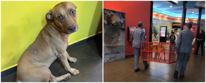 Cão da raça pitbull é resgatado em shopping de Andradina após causar pânico