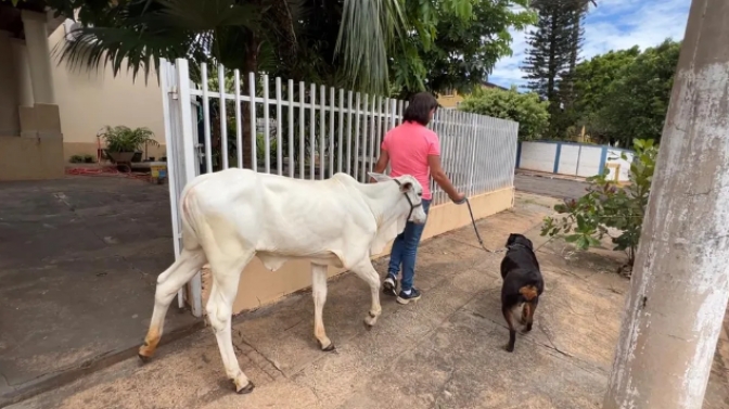 Com direito a documentos, roupas e passeios, bezerra é criada como animal de estimação em Guaraçaí