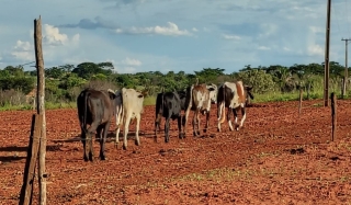 Polícia Civil de Andradina recupera mais um veículo furtado de Pátio de Apreensão de Veículos e 05 cabeças de gado furtadas de propriedade rural de Andradina