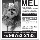 Yorkshire Mel está desaparecida em Andradina: Recompensa de R$ 2 Mil é oferecida pela sua volta para casa