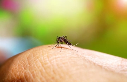 MORTE EM ANDRADINA É DESCARTADA PARA A DENGUE