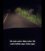 EM CASTILHO PERIGO NA ESTRADA: BÚFALOS SOLTOS COLOCAM VIDAS DE MOTORISTAS EM RISCO